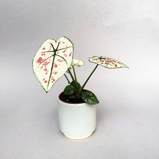 Caladium bicolor