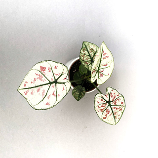 Caladium bicolor