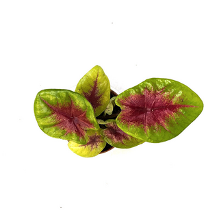 Caladium Lemon Blush Babyplant