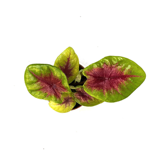 Caladium Lemon Blush Babyplant