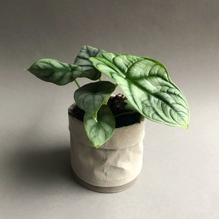 Alocasia Silver Dragon