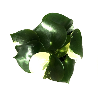 Peperomia Polybotrya  variegata( raindrop)