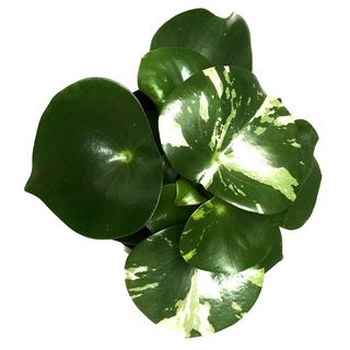 Peperomia Polybotrya  variegata( raindrop)