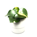 Peperomia Polybotrya  variegata( raindrop)