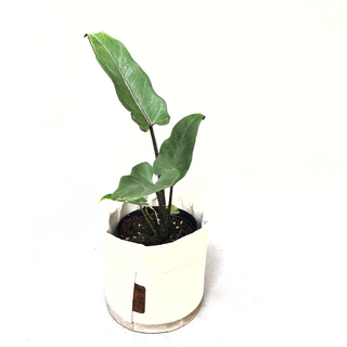 Alocasia Lauterbachiana Babyplant