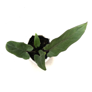 Alocasia Lauterbachiana Babyplant
