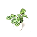 Ctenanthe Burle Marxii Babyplant