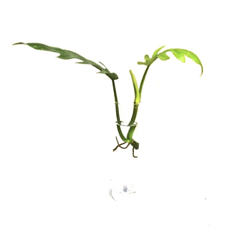 Philodendron mayoi Cutting/Ableger