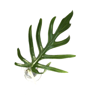 Philodendron mayoi Cutting/Ableger
