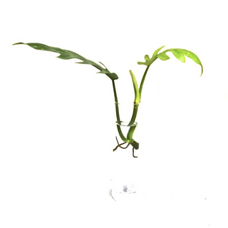 Philodendron mayoi Cutting