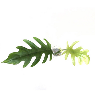 Philodendron mayoi Cutting