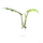 Philodendron mayoi Cutting