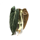 Philodendron melanochrysum Cuttings/Ableger 