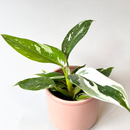 Philodendron White Princess Babyplant