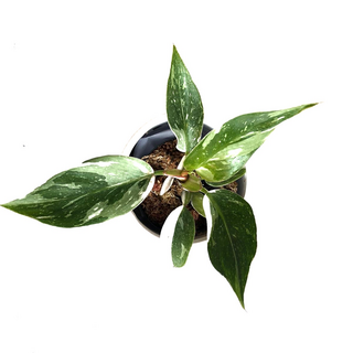 Philodendron White Princess