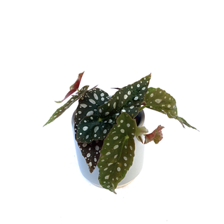 Begonia maculata Babyplant