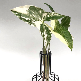 Syngonium podophyllum albo variegata Ableger/Cutting