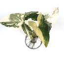 Syngonium podophyllum albo variegata Ableger/Cutting
