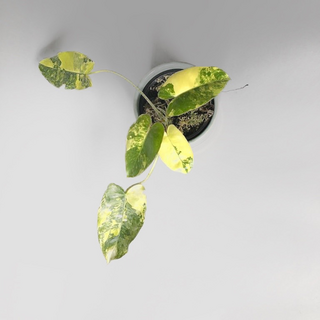 Philodendron Burle Marx Variegata Ableger Raritt
