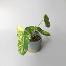 Philodendron Burle Marx Variegata Ableger Raritt