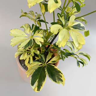 Schefflera variegata