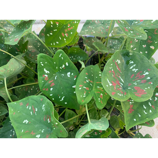 Caladium bicolor 