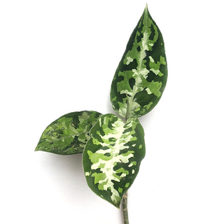 Aglaonema Pictum Tricolor