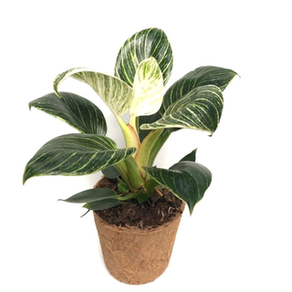 Philodendron Birkin