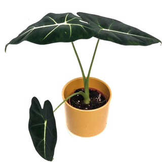 Alocasia frydek