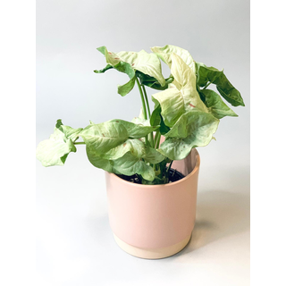 Syngonium Milk confetti