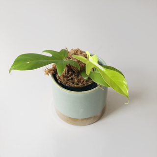Philodendron Florida Ghost Ableger