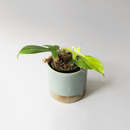 Philodendron Florida Ghost Cutting