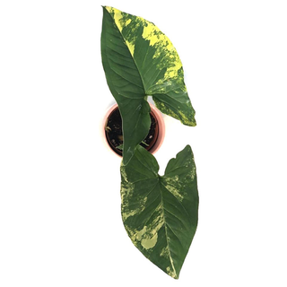 Syngonium podophyllum aurea variegata