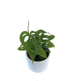 Mini Monstera 5,5cm Babyplant