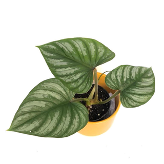 Philodendron mamei S