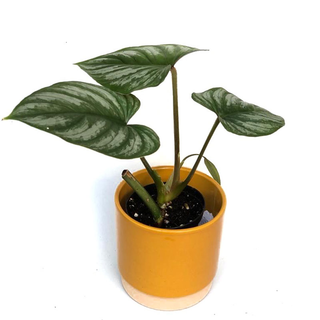 Philodendron mamei S