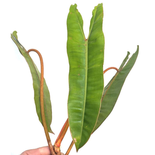 Philodendron Billietiae