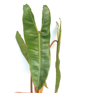 Philodendron Billietiae