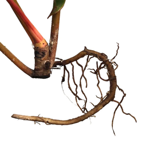 Philodendron Billietiae