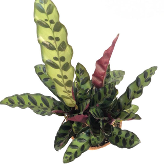 Calathea Lancifolia