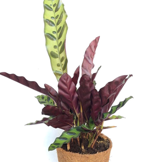 Calathea Lancifolia