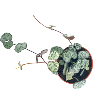 Ceropegia woodii ´String of Hearts` (Leuchterblume)