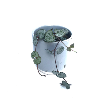 Ceropegia woodii ´String of Hearts` (Leuchterblume)