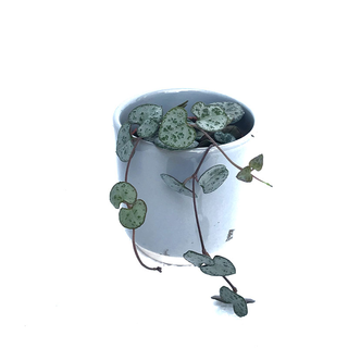 Ceropegia woodii String of Hearts` (Leuchterblume)