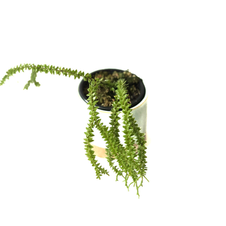 Huperzia spec. Borneo