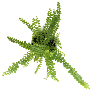 Nephrolepis (Schwertfarn)