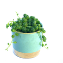 Senecio rowleyanus string of pearls (Erbsenpflanze) -...