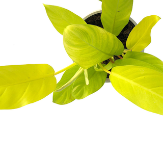 Philodendron malay gold