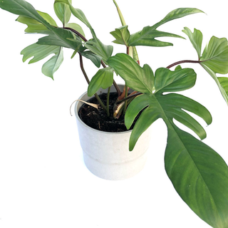 Philodendron Florida Green