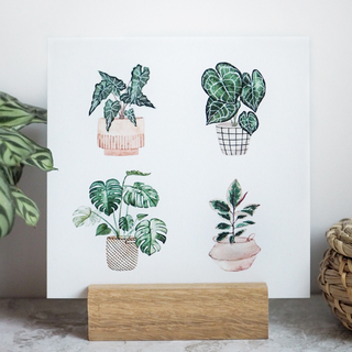 Postcard 148x148mm potted plants by Frollein Schmid